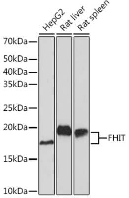 Western Blot: FHIT Antibody (3Z1U4) [NBP3-16745]