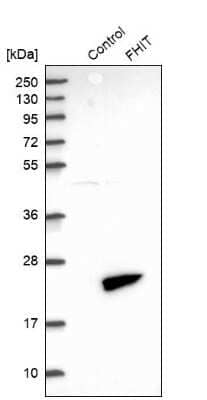 Western Blot: FHIT Antibody [NBP1-89061]