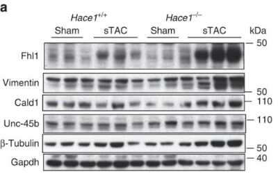 Western Blot: FHL1 Antibody [NB100-1461]
