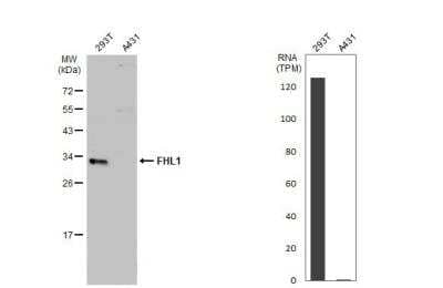 Western Blot: FHL1 Antibody [NBP2-16490]