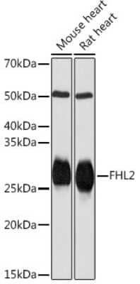 Western Blot: FHL2 Antibody (0K9C7) [NBP3-16241]