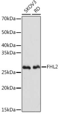 Western Blot: FHL2 Antibody (0K9C7) [NBP3-16241]