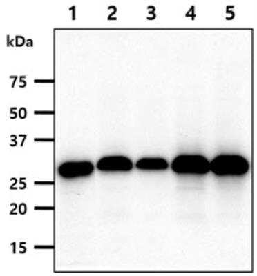 Western Blot: FHL2 Antibody (AT21D11)BSA Free [NBP2-61162]