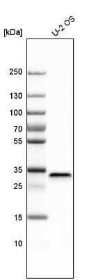 Western Blot: FHL2 Antibody [NBP1-84978]