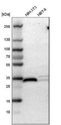 Western Blot: FHL2 Antibody [NBP1-84978]
