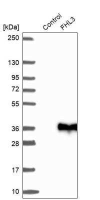 Western Blot: FHL3 Antibody [NBP1-91899]