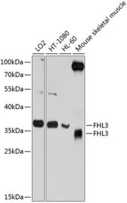 Western Blot: FHL3 AntibodyBSA Free [NBP3-04622]