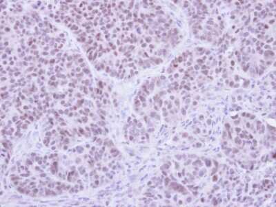 Immunohistochemistry-Paraffin: FHL5 Antibody [NBP1-32660]