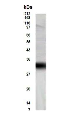 Western Blot: FHL5 AntibodyBSA Free [NBP2-27588]