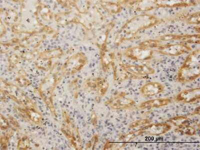 Immunohistochemistry-Paraffin: FHOD1 Antibody [H00029109-B01P]