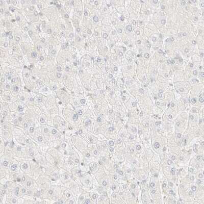 Immunohistochemistry-Paraffin: FHOD1 Antibody [NBP1-83900]
