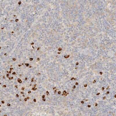 Immunohistochemistry-Paraffin: FHOD1 Antibody [NBP1-83900]