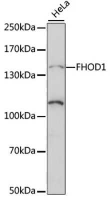 Western Blot: FHOD1 AntibodyAzide and BSA Free [NBP3-04373]