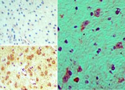 Immunohistochemistry-Paraffin: FHOD3 Antibody [NBP2-24544]