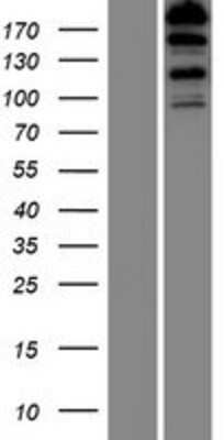 Western Blot: FHOD3 Overexpression Lysate [NBP2-06238]