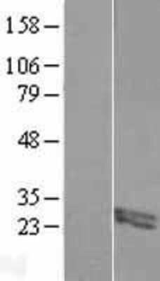 Western Blot: FIBIN Overexpression Lysate [NBL1-10719]