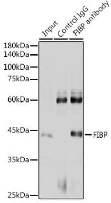 Immunoprecipitation: FIBP Antibody - BSA Free [NBP3-04701]