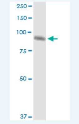 Western Blot: FIGN Antibody (2F8) [H00055137-M02-100ug]