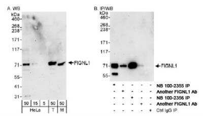 Western Blot: FIGNL1 Antibody [NB100-2355]