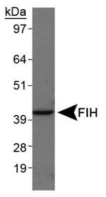 Western Blot: FIH-1/HIF-1AN Antibody (162c)Azide and BSA Free [NBP2-80738]