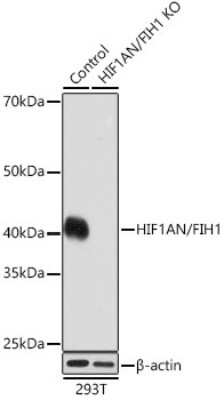Knockout Validated: FIH-1/HIF-1AN Antibody (9R7V4) [NBP3-16256]
