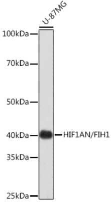 Western Blot: FIH-1/HIF-1AN Antibody (9R7V4) [NBP3-16256]