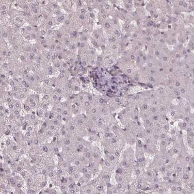 Immunohistochemistry-Paraffin: FIH-1/HIF-1AN Antibody [NBP2-54749]
