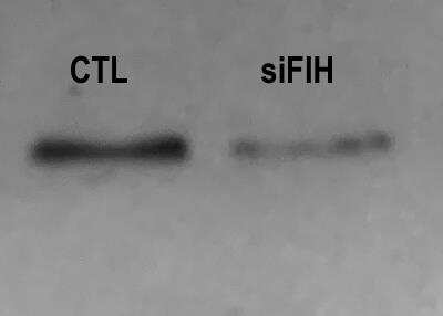 Western Blot: FIH-1/HIF-1AN Antibody [NB100-428]