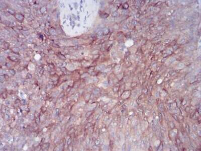 Immunohistochemistry-Paraffin: FIP1/RCP Antibody (3A12H9D2) - BSA Free [NBP2-52547]