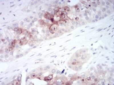 Immunohistochemistry-Paraffin: FIP1/RCP Antibody (3A12H9D2) - BSA Free [NBP2-52547]