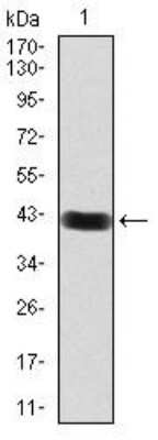 Western Blot: FIP1/RCP Antibody (3A12H9D2)BSA Free [NBP2-52547]