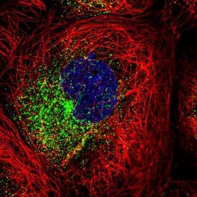 Immunocytochemistry/ Immunofluorescence: FIP1/RCP Antibody [NBP1-83600]