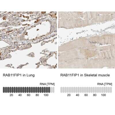 Immunohistochemistry-Paraffin: FIP1/RCP Antibody [NBP1-83598]
