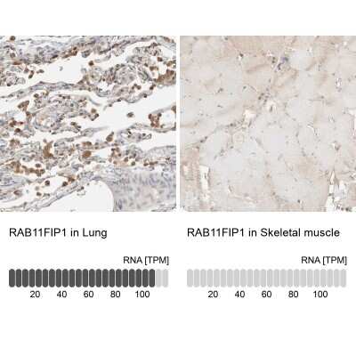 Immunohistochemistry-Paraffin: FIP1/RCP Antibody [NBP1-83599]