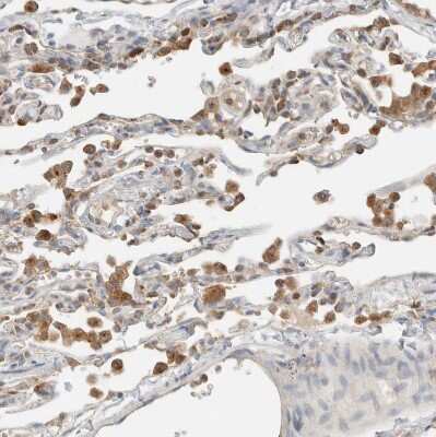 Immunohistochemistry-Paraffin: FIP1/RCP Antibody [NBP1-83599]