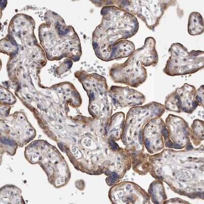 Immunohistochemistry-Paraffin: FIP1/RCP Antibody [NBP1-83600]