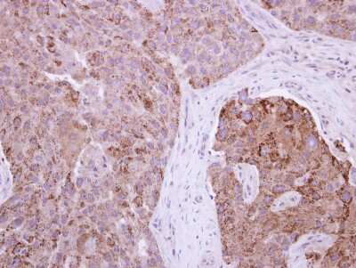 Immunohistochemistry-Paraffin: FIP1/RCP Antibody [NBP2-20033]