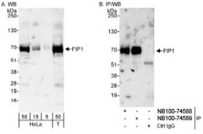 Western Blot: FIP1L1 Antibody [NB100-74588]