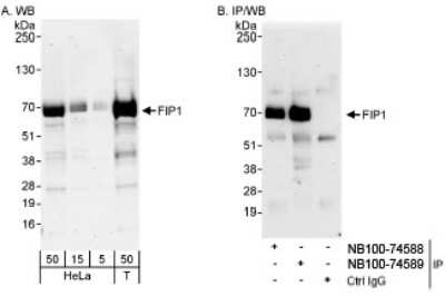 Western Blot: FIP1L1 Antibody [NB100-74589]