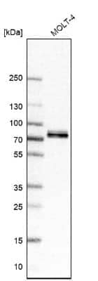 Western Blot: FIP1L1 Antibody [NBP1-85064]