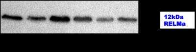 Western Blot: FIZZ1/RELM alpha AntibodyBSA Free [NBP2-29355]