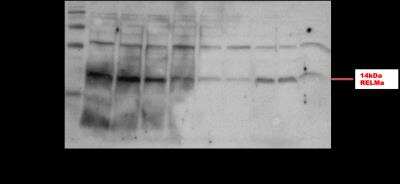 Western Blot: FIZZ1/RELM alpha AntibodyBSA Free [NBP2-29355]