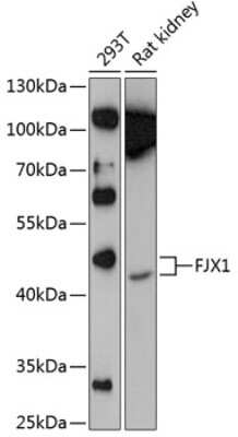 Western Blot: FJX1 AntibodyAzide and BSA Free [NBP3-04707]