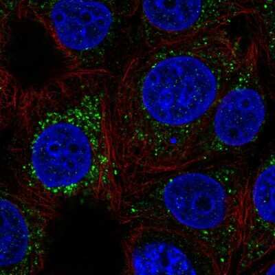 Immunocytochemistry/ Immunofluorescence: FKBP10 Antibody [NBP2-14016]