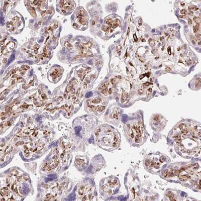 Immunohistochemistry-Paraffin: FKBP10 Antibody [NBP2-49242]