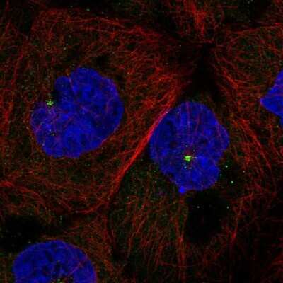 Immunocytochemistry/ Immunofluorescence: FKBP11 Antibody [NBP1-84678]