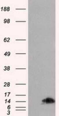 Western Blot: FKBP12 Antibody (OTI3B3) [NBP2-02093]