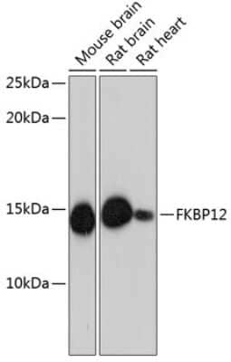 Western Blot: FKBP12 Antibody (9A2J5) [NBP3-15418]