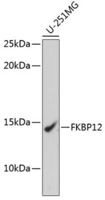 Western Blot: FKBP12 Antibody (9A2J5) [NBP3-15418]