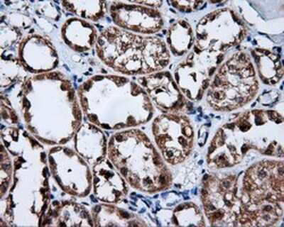 Immunohistochemistry: FKBP12 Antibody (OTI3B3) - Azide and BSA Free [NBP2-70741]